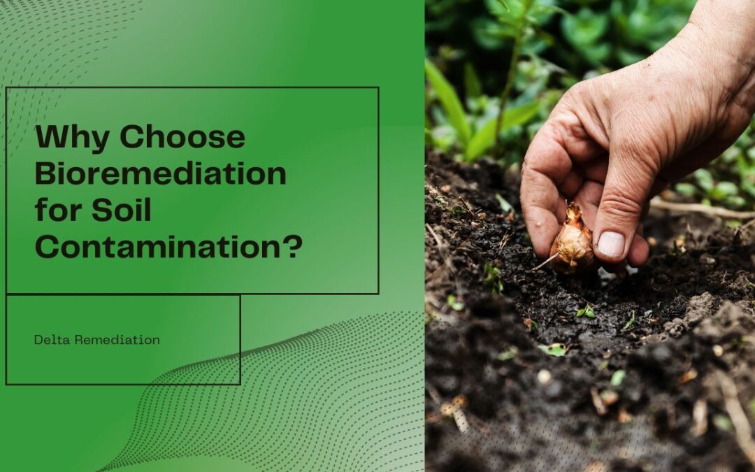 Why Choose Bioremediation for Soil Contamination?