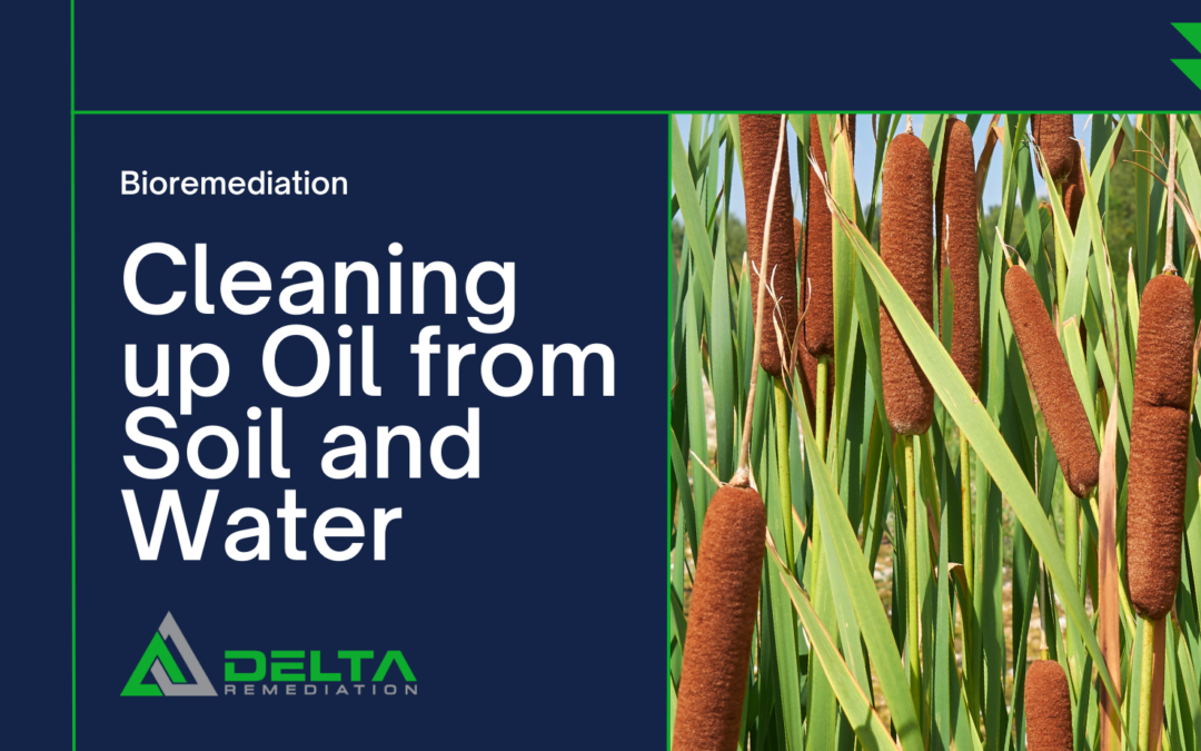 Bioremediation: A Natural Solution for Oil, Soil, and Water Contamination